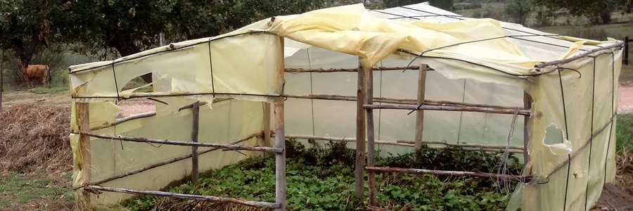 Sweet potato hothouse where the runners are left to root before being transplanted.